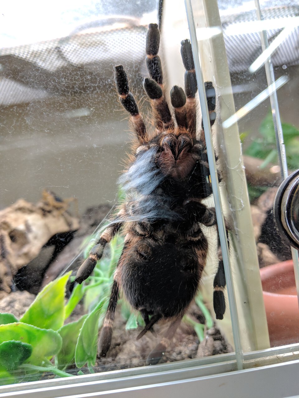 Acanthoscurria Geniculata sexing