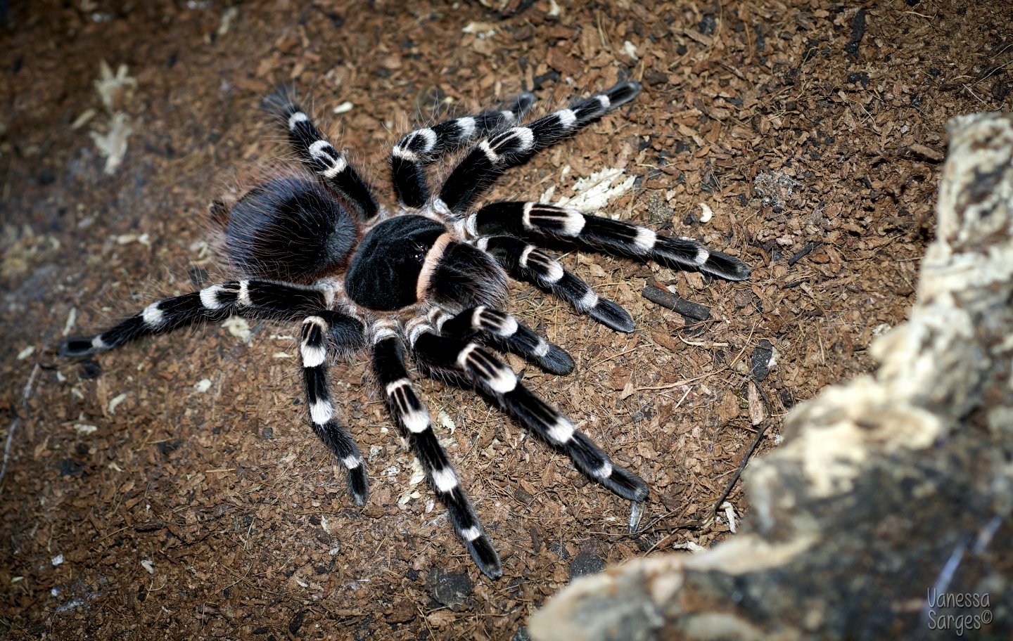 Acanthoscurria geniculata Sub-Adult Female - ~6"