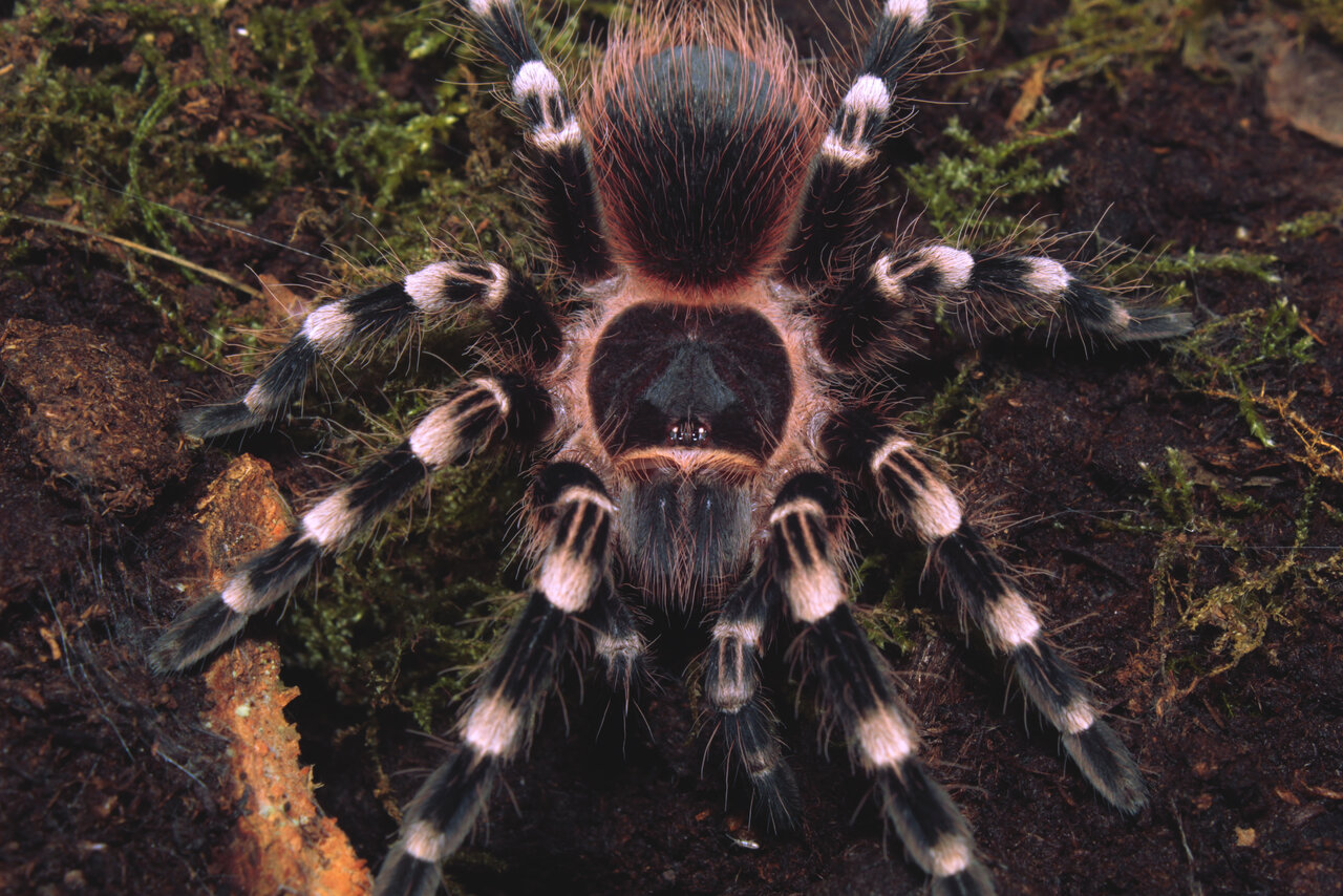 Acanthoscurria geniculata, there's too much of these i cant think of a title