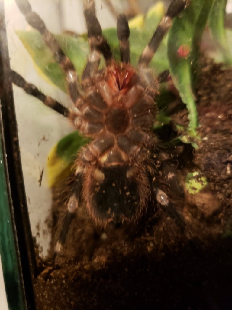 Acanthoscurria geniculata [ventral sexing] [1/2]