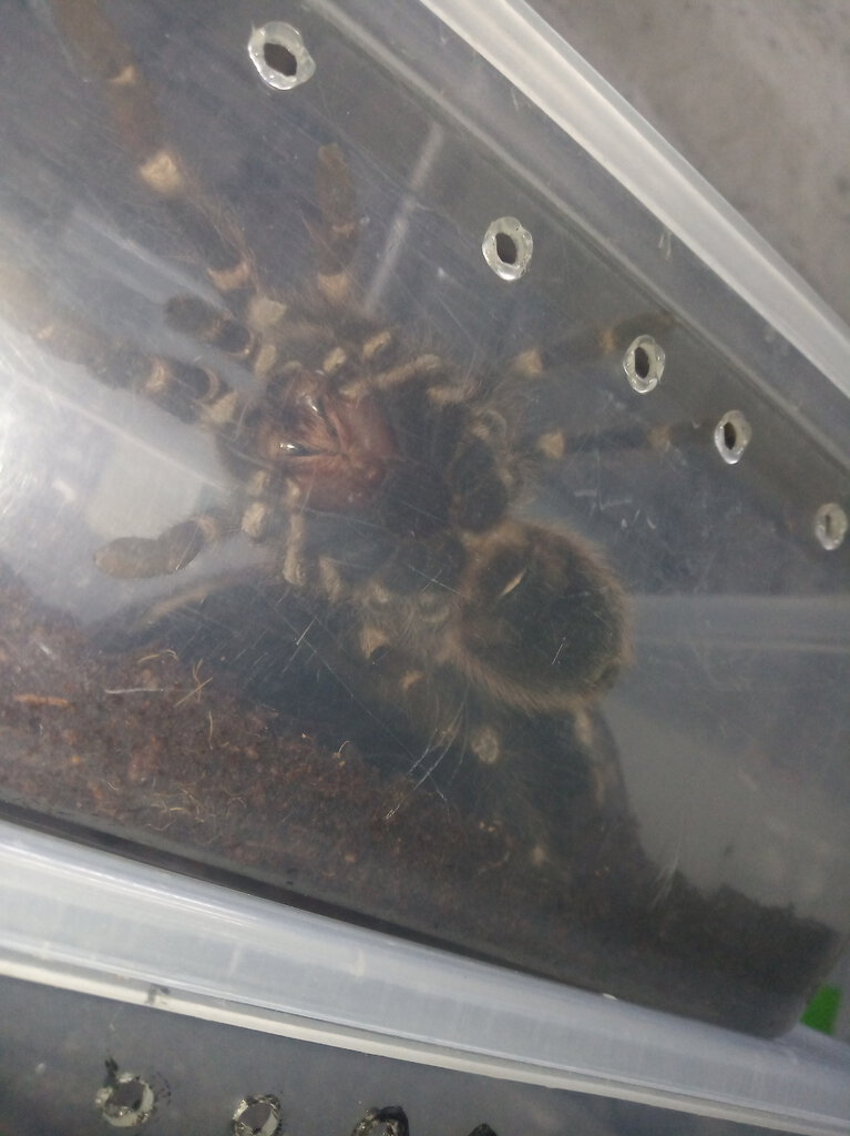 Acanthoscurria geniculata [ventral sexing] [2/4]