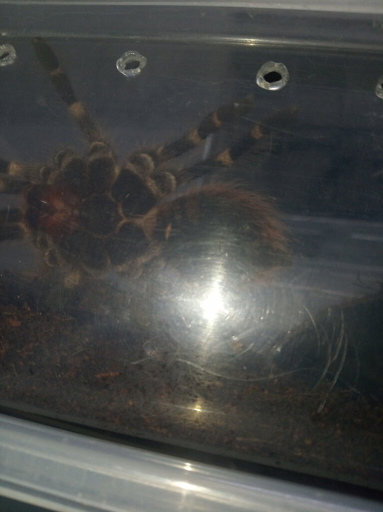 Acanthoscurria geniculata [ventral sexing] [3/4]