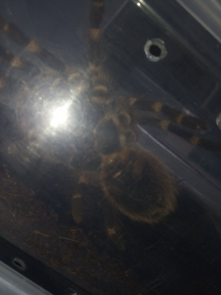 Acanthoscurria geniculata [ventral sexing] [4/4]