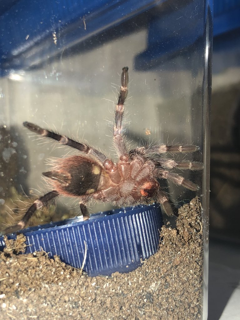 Acanthoscurria geniculata: Ventral Sexing