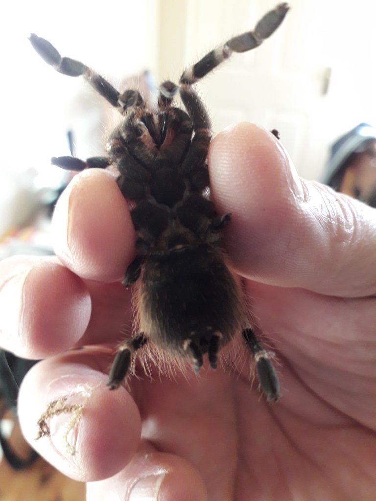 Acanthoscurria geniculata [ventral sexing]