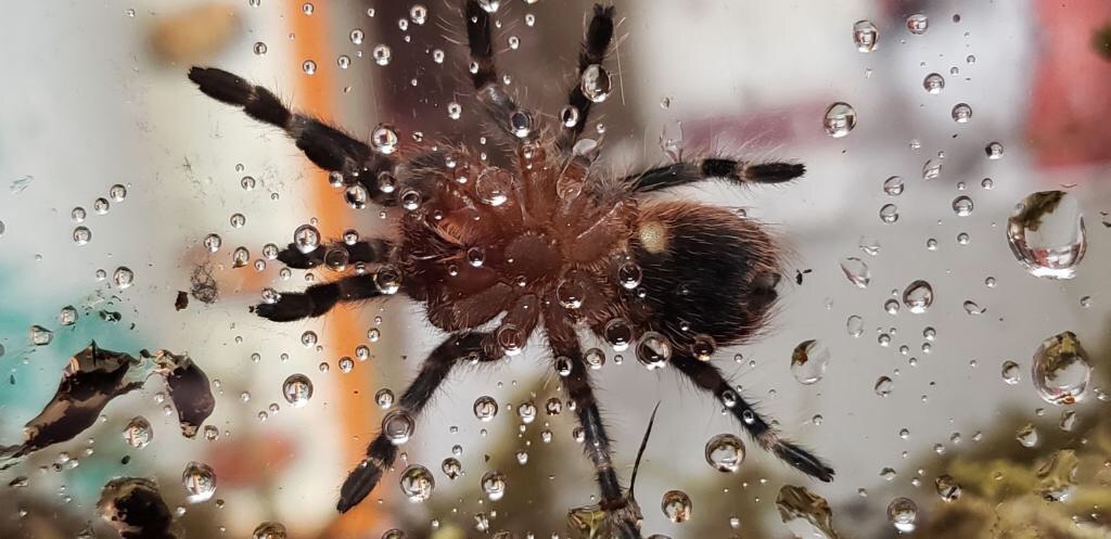 Acanthoscurria geniculata [ventral sexing]