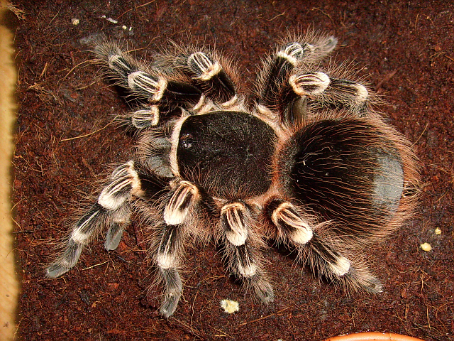 Acanthoscurria geniculata