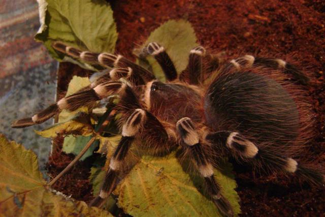 Acanthoscurria Geniculata