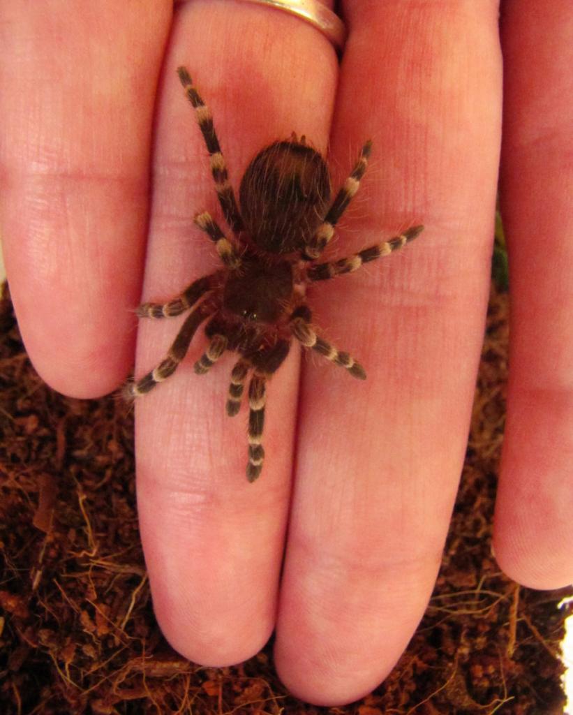 Acanthoscurria Geniculata