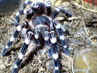 Acanthoscurria geniculata