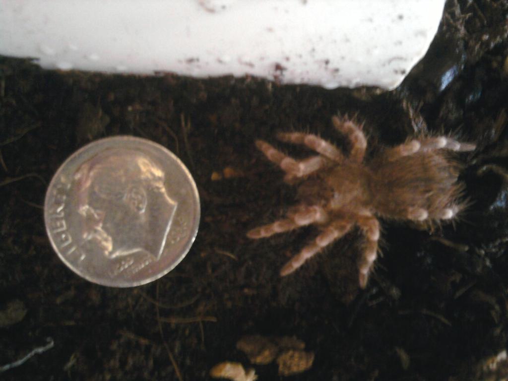 Acanthoscurria Geniculata