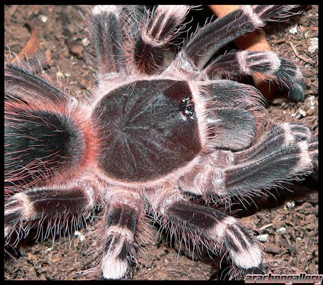 Acanthoscurria geniculata