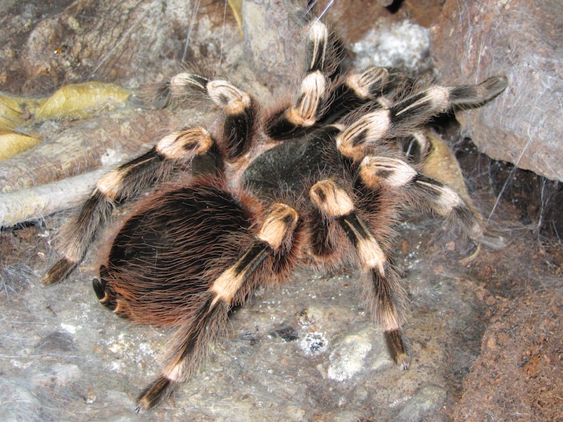 Acanthoscurria geniculata