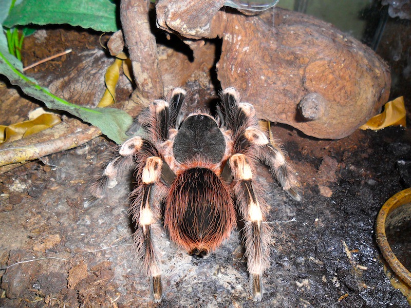 Acanthoscurria geniculata