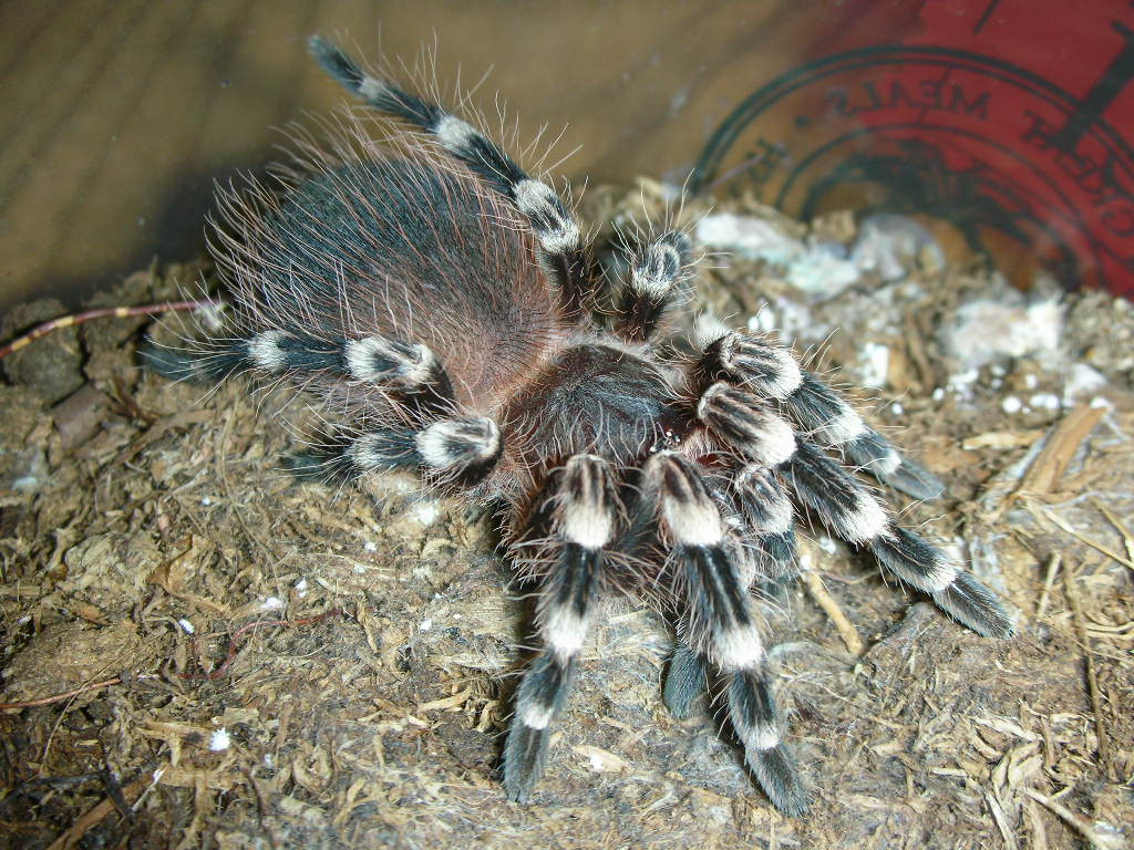 Acanthoscurria geniculata