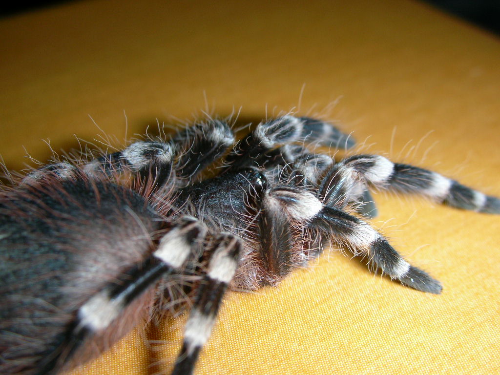 Acanthoscurria geniculata