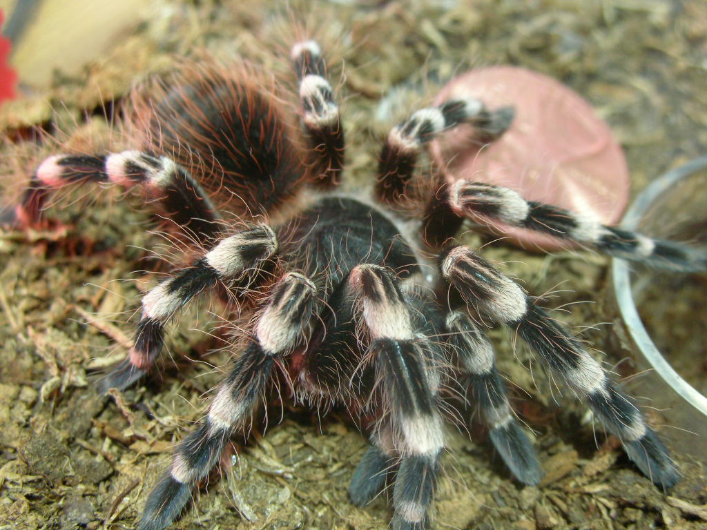 Acanthoscurria geniculata