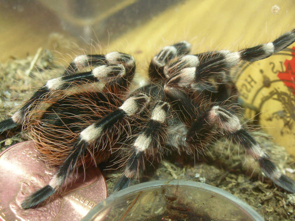 Acanthoscurria geniculata