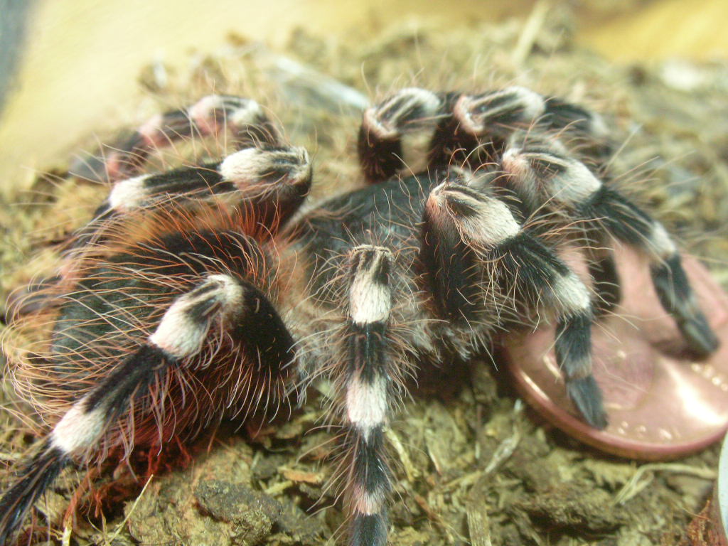 Acanthoscurria geniculata