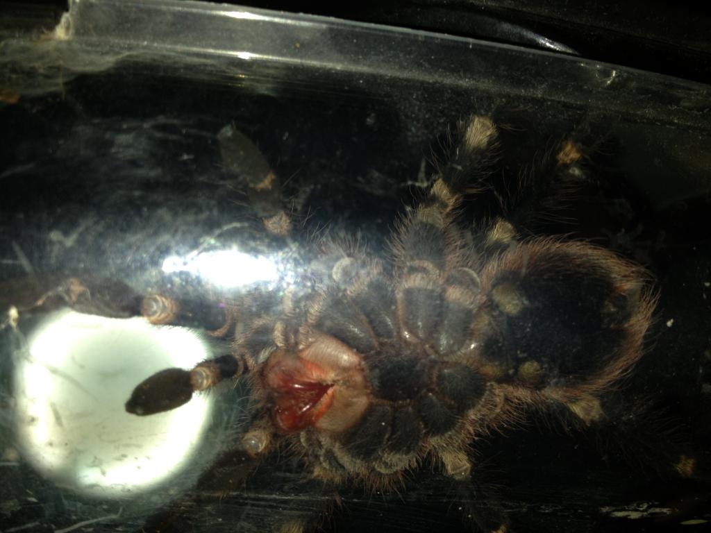 Acanthoscurria geniculata