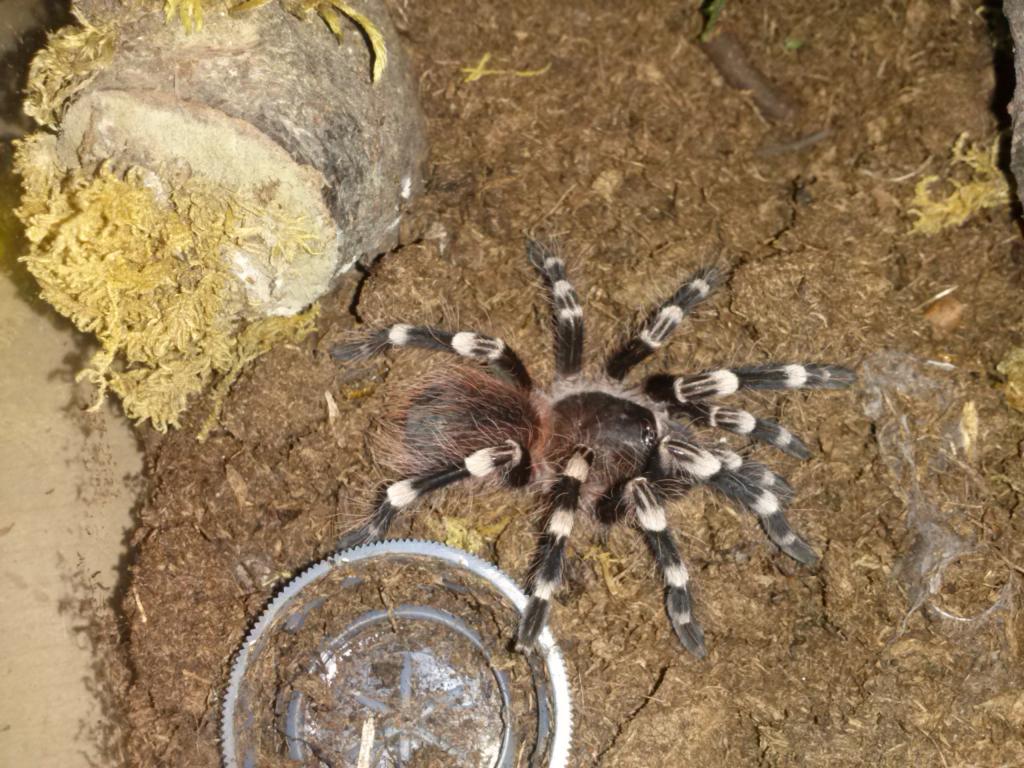 Acanthoscurria Geniculata