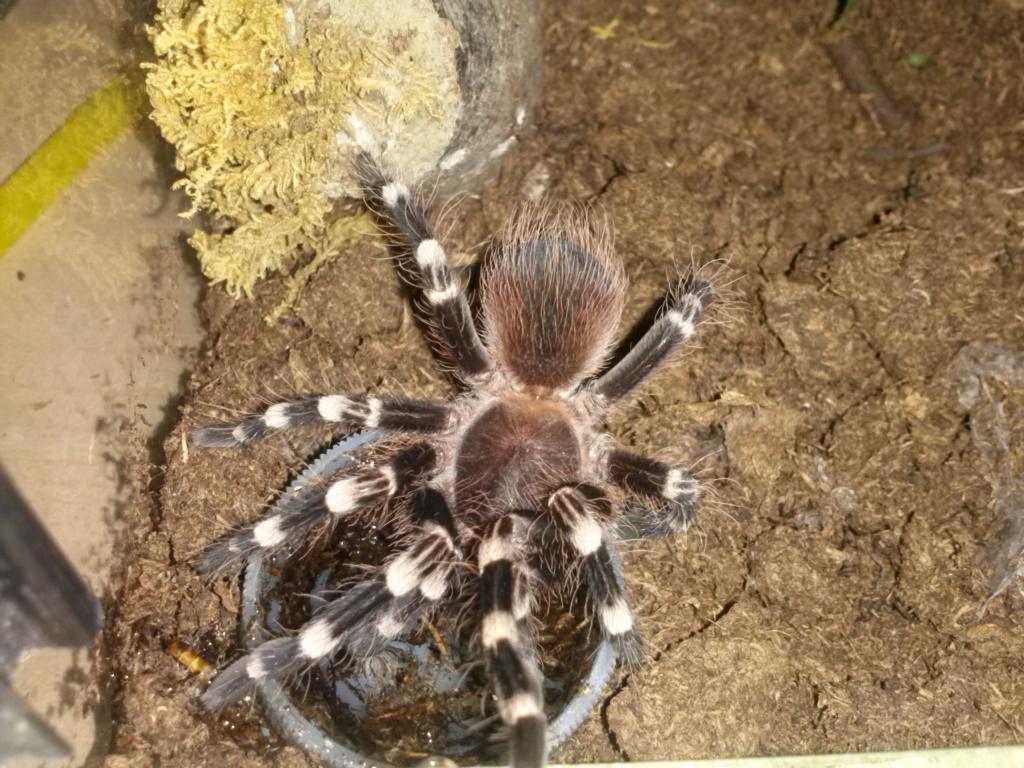 Acanthoscurria Geniculata