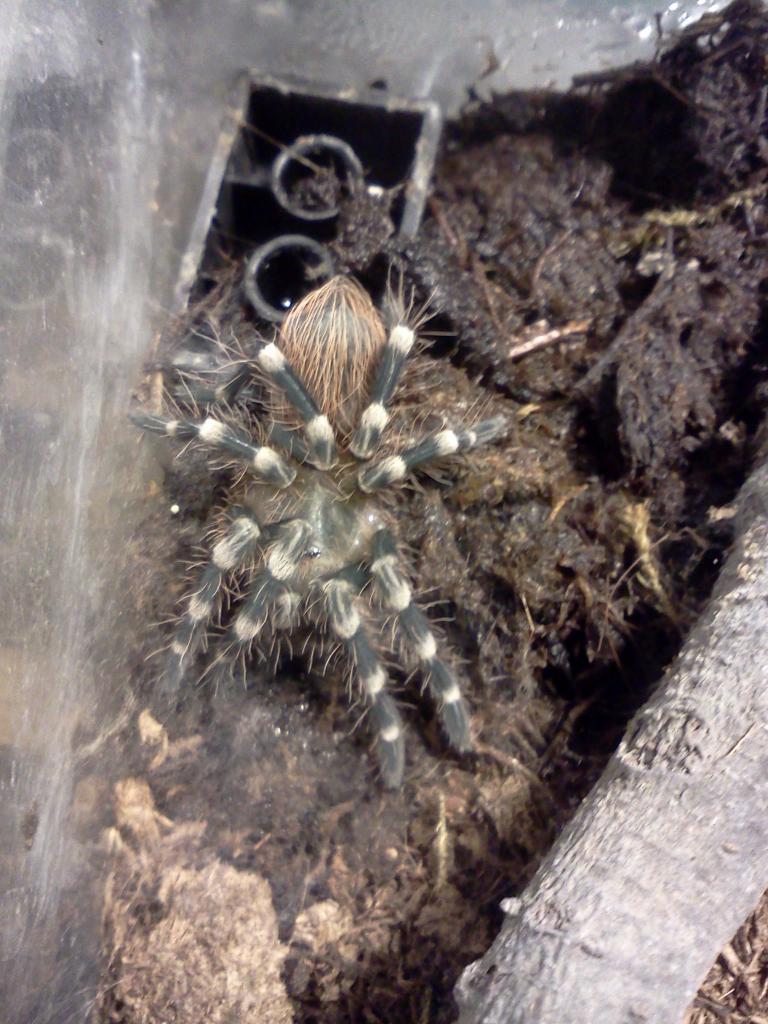 Acanthoscurria Geniculata