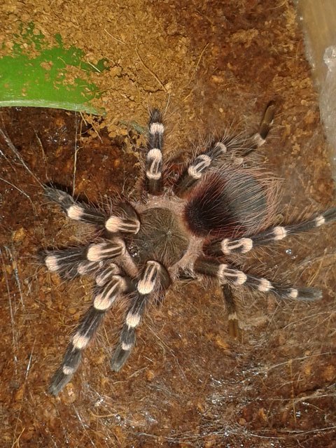 Acanthoscurria geniculata