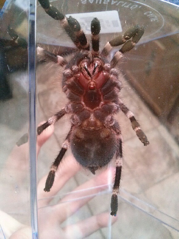 Acanthoscurria geniculata