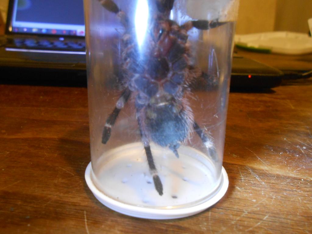 Acanthoscurria geniculata