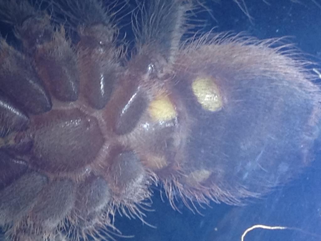 Acanthoscurria geniculata