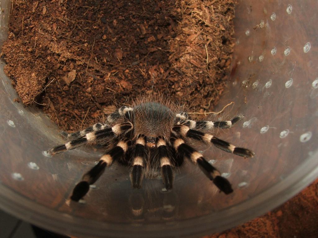 Acanthoscurria geniculata