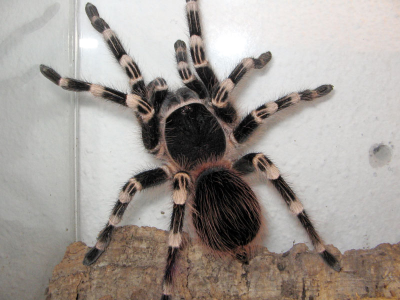 Acanthoscurria geniculata