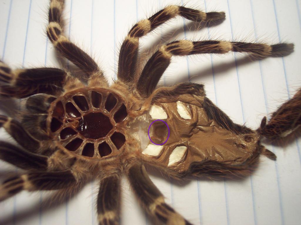 Acanthoscurria geniculata