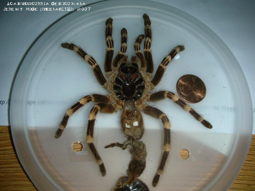 Acanthoscurria geniculata