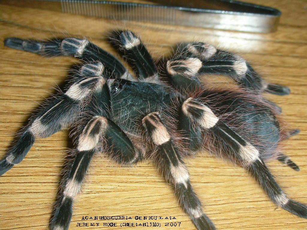 Acanthoscurria geniculata