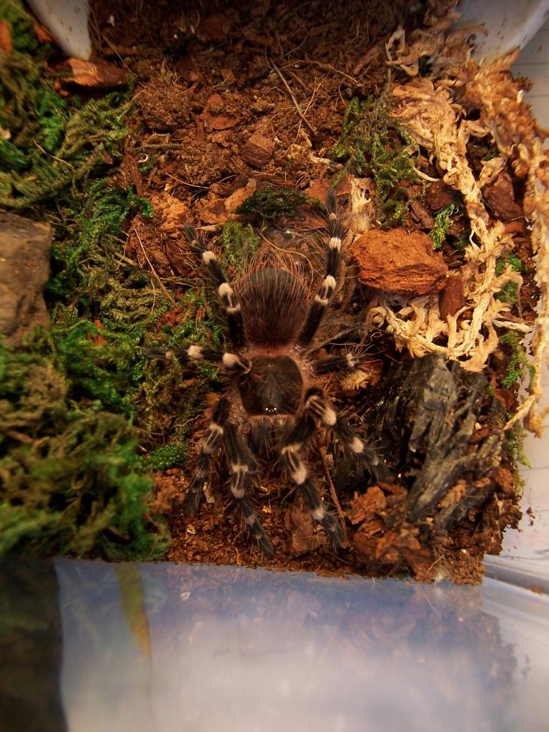 Acanthoscurria geniculata