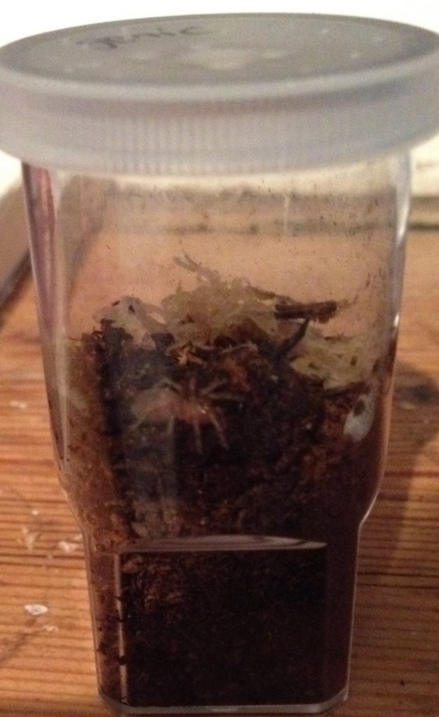 Acanthoscurria geniculata