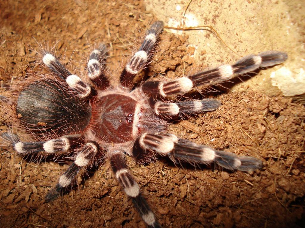 acanthoscurria geniculata