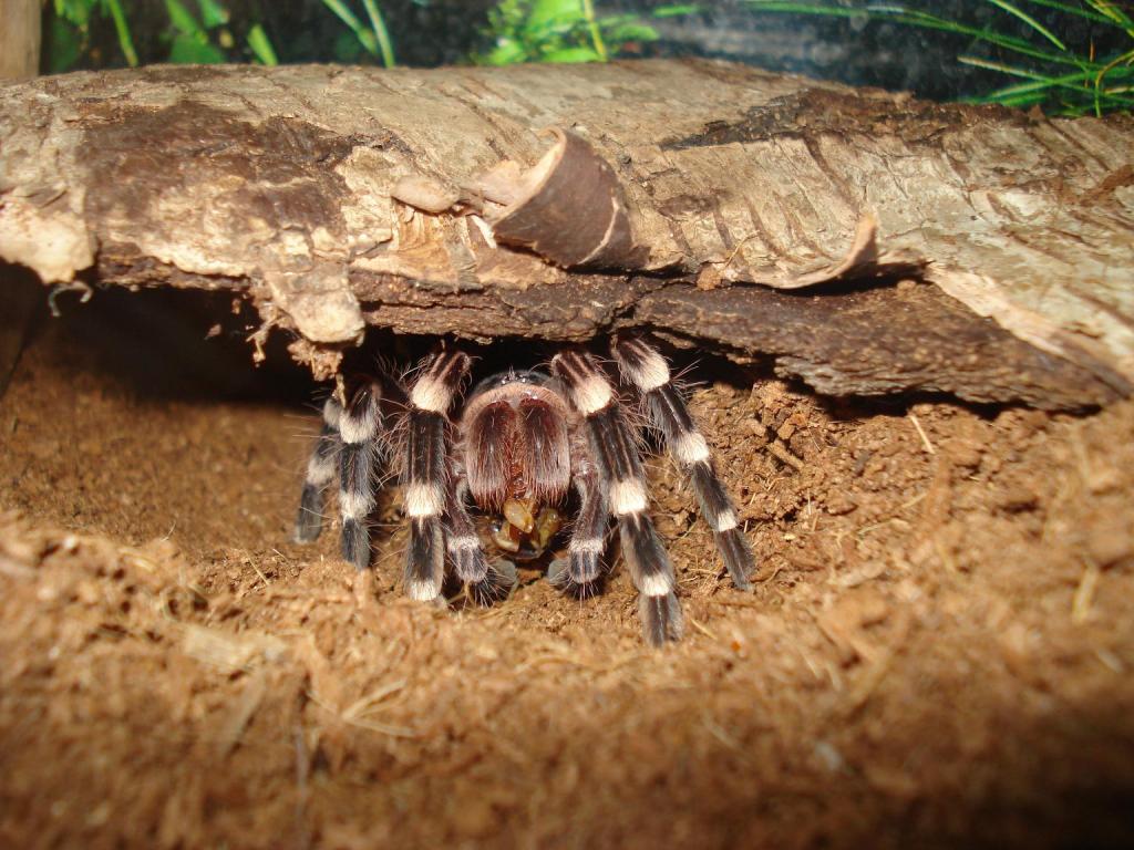 acanthoscurria geniculata