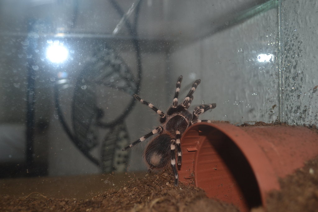 Acanthoscurria geniculata