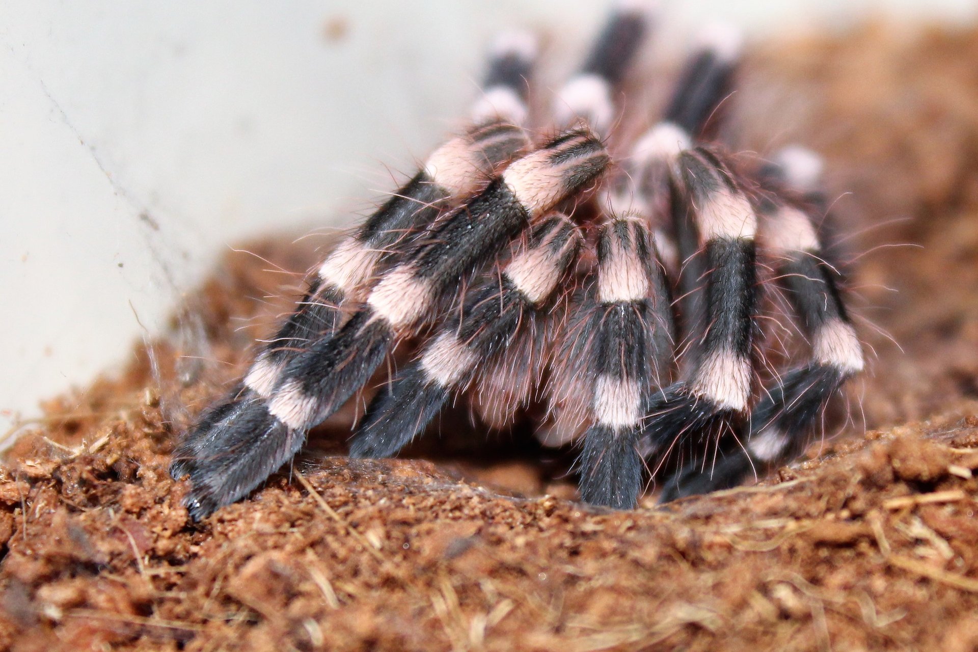 Acanthoscurria geniculata