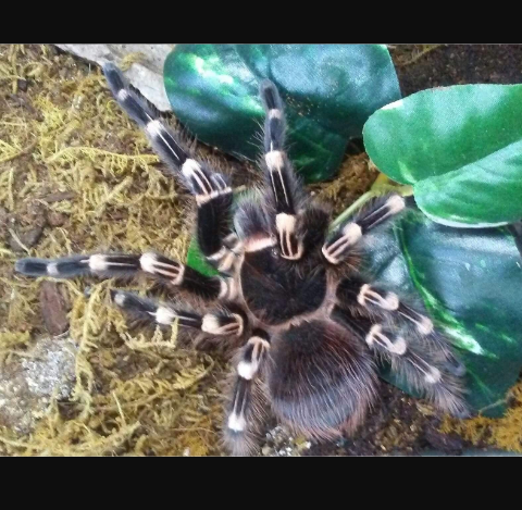 Acanthoscurria geniculata