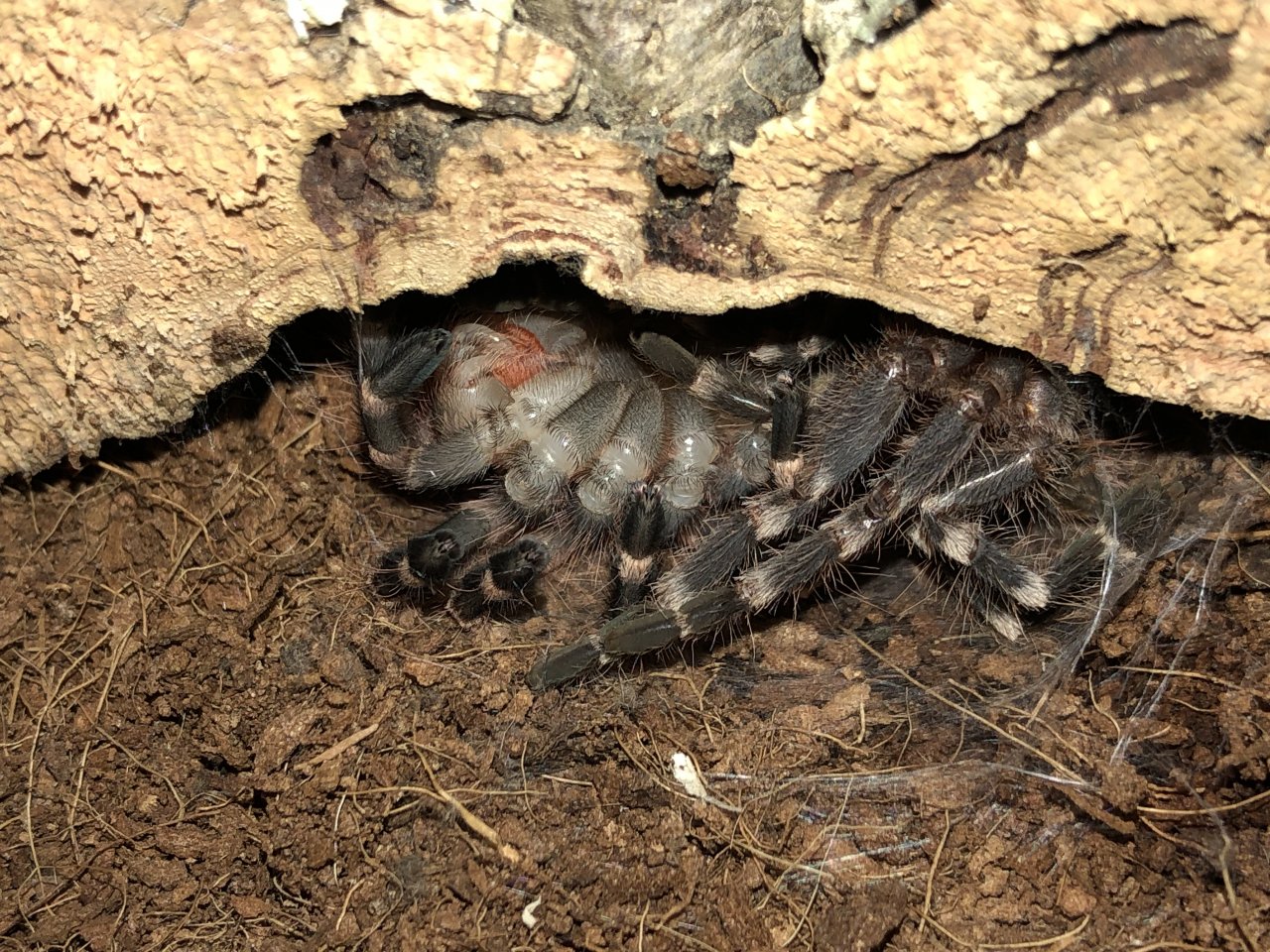 Acanthoscurria geniculata