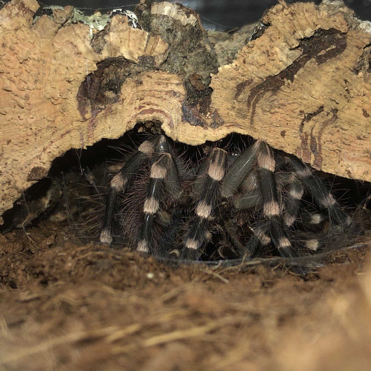 Acanthoscurria geniculata