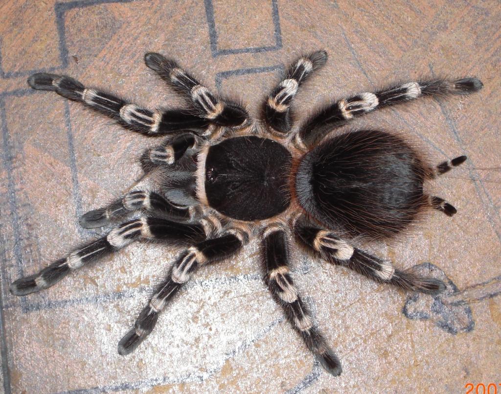 Acanthoscurria geniculata