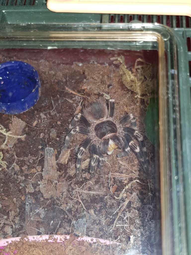 Acanthoscurria geniculata