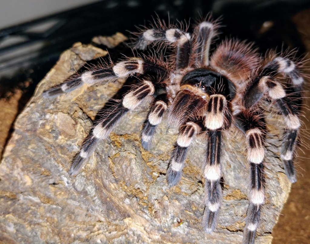 Acanthoscurria geniculata