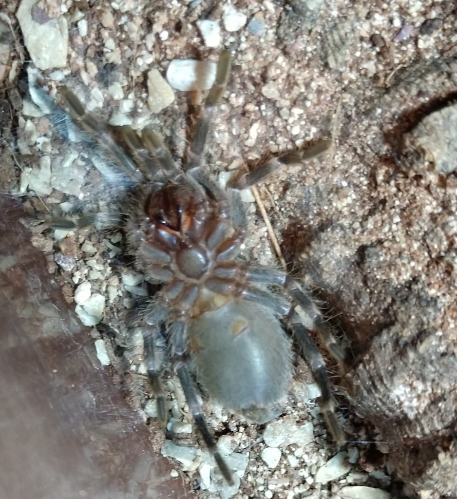 Acanthoscurria geniculata