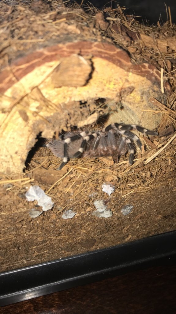 Acanthoscurria Geniculata